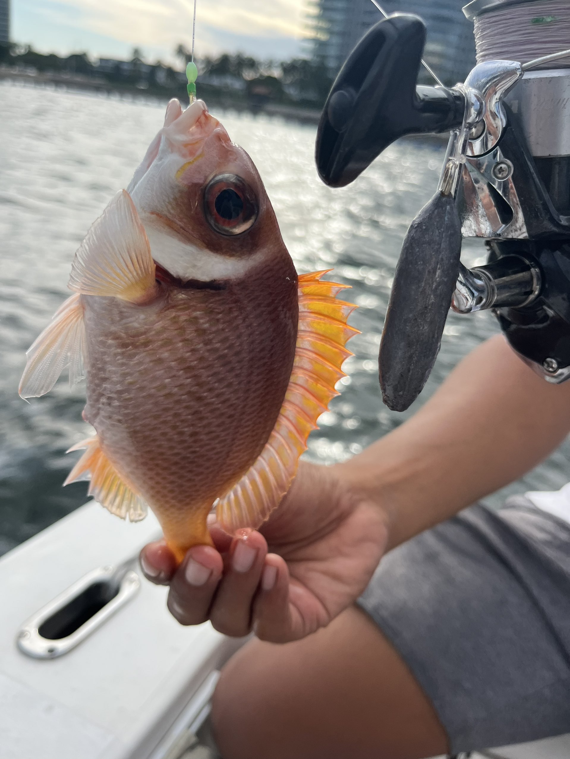 Snapper at Singapore