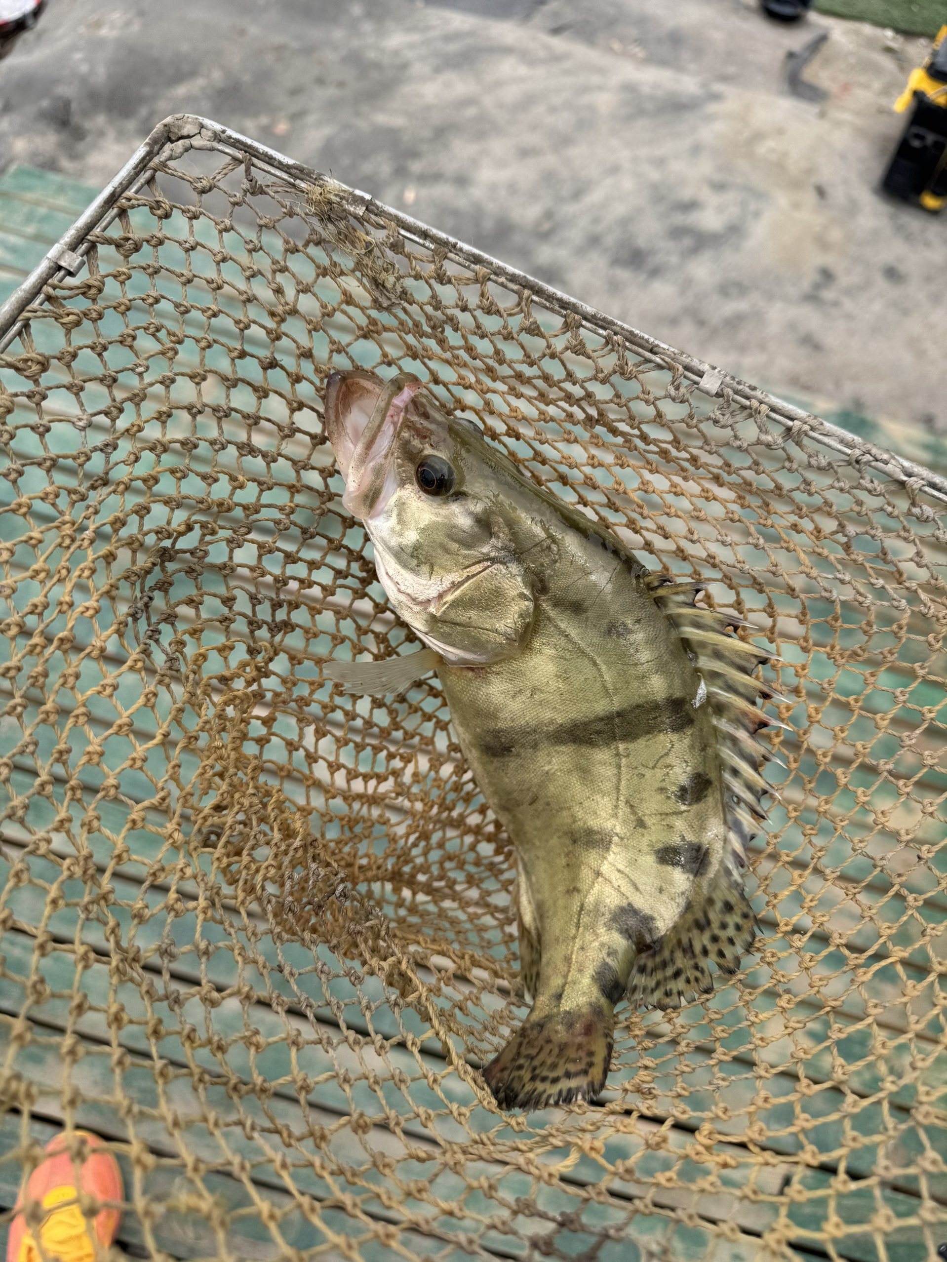 鳜鱼 from local river