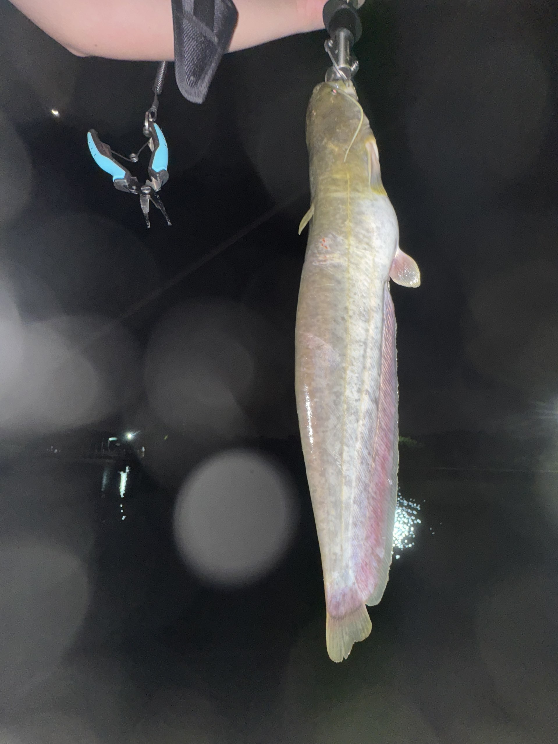 Catfish